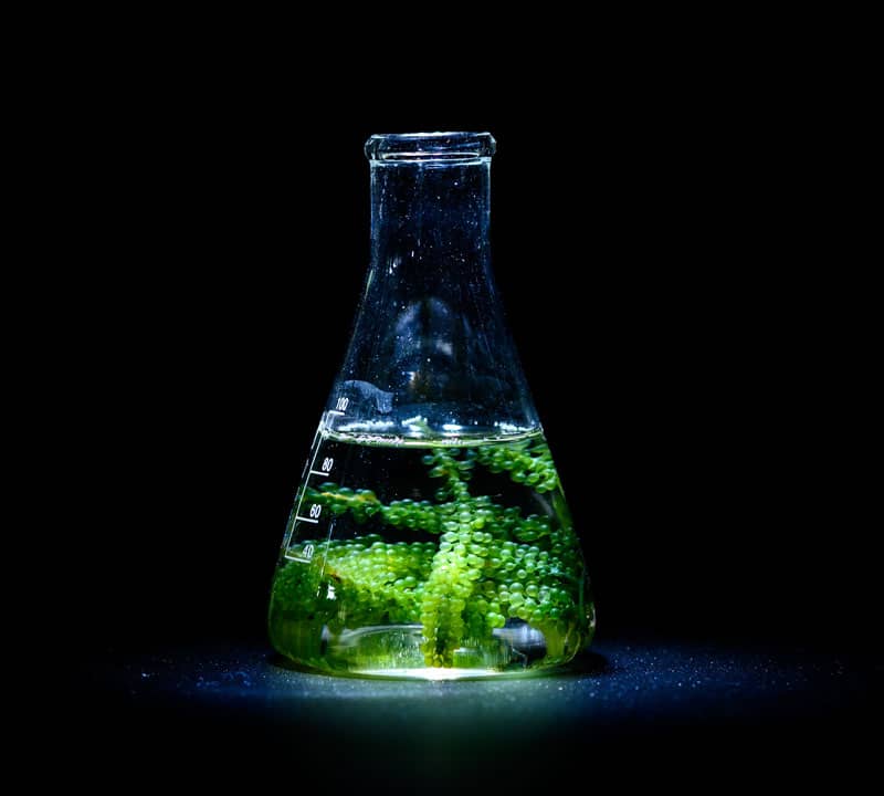 ethanol solution-eu-climate pact ambassador-chokniti-AdobeStock_288198181